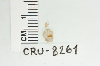 Media type: image;   Invertebrate Zoology CRU-8261 Description: Preserved Specimen.;